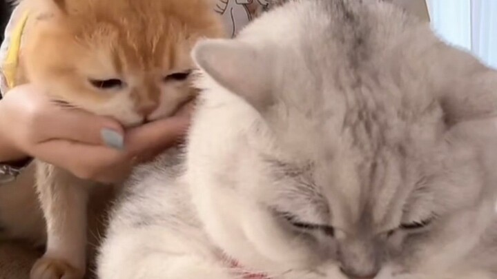 The little brother gobbles it down handful after handful, while Lao Fen picks up the leftovers to ea