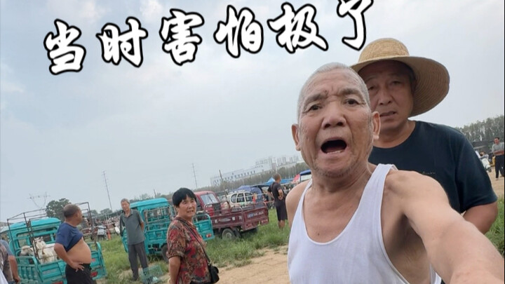 A thrilling sheep-selling experience