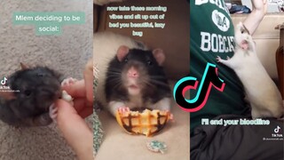 Rat Side of TikTok