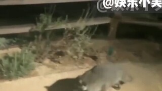 小浣熊被人发现后的反应
