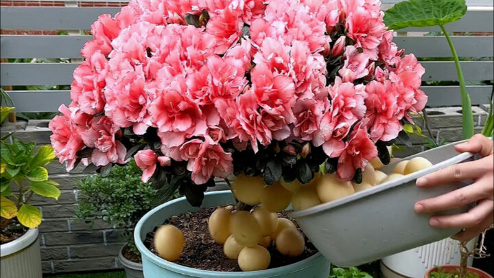 After Spring Starts, Most People Are Getting the First Fertilizer for Their Houseplants All Wrong