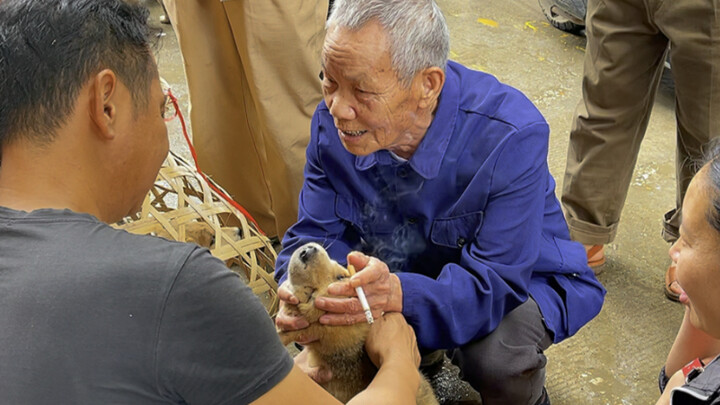 Kakek habiskan 3.000 yuan untuk beli seekor anak anjing, menurut kalian apakah itu sepadan?