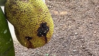 It turns out that rice grows from jackfruit