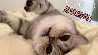 Siapa yang tahan? Kucing betina kecil ini setiap kali bertemu denganmu langsung meliuk-liukkan tubuh