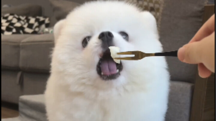 Coffeelittleboy | Challenging the Politest Dining Dog on the Internet～