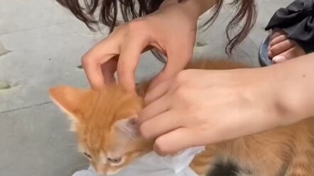 Cat Hero, roaming the streets, is now online looking for a human companion. From now on, its mission