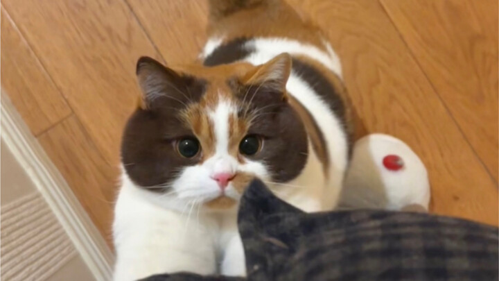 The little kitten's job is to welcome mom home!