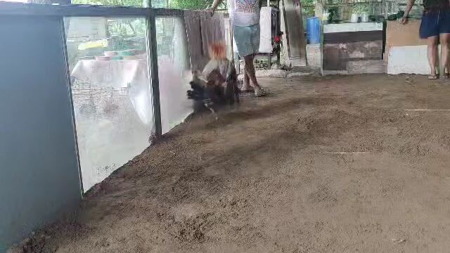 Dom- National Banded