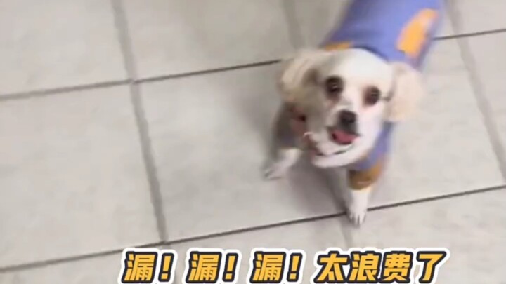 Tu sửa mèo: May mà không phải mang tôi đi lau! #Thú cưng dễ thương