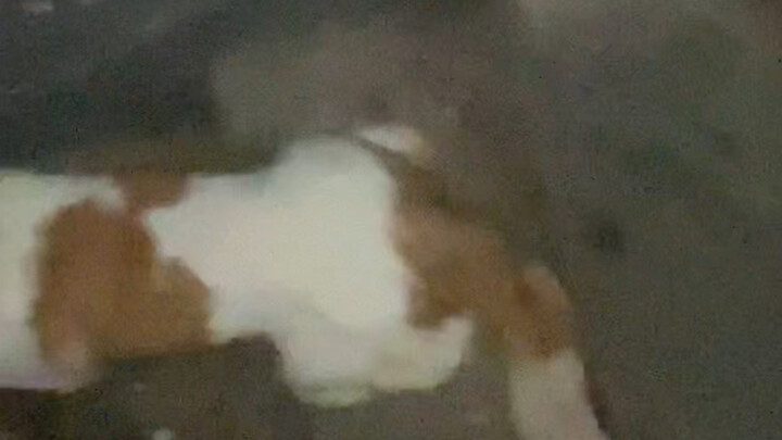 น้องเหมียวบ้านฉันขยันมาก พวกคุณไม่รู้หรอกว่ามันขยันขนาดไหน