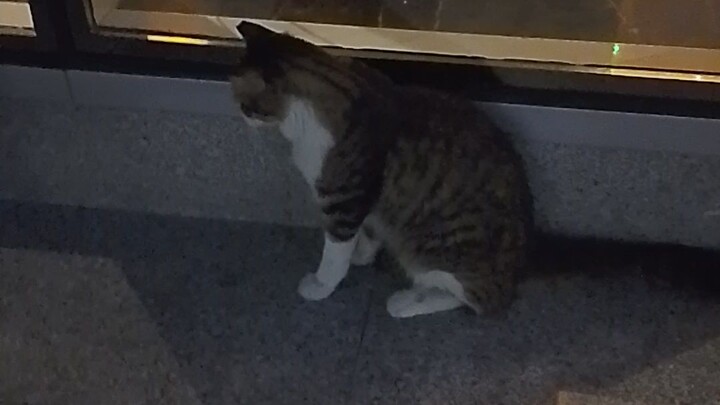 cat found alone