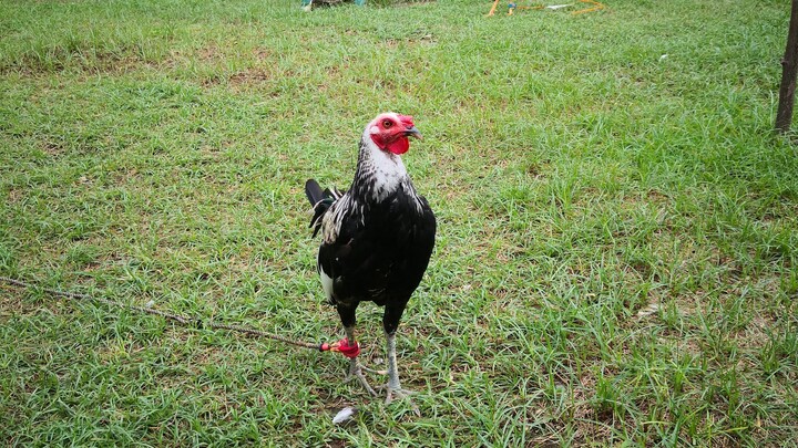 Talisain bulilit winner died after putol2 bituka