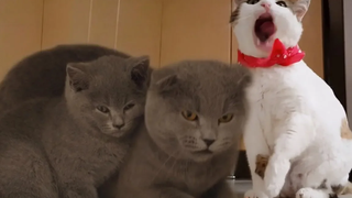 Cute cats friendly fighting and playing video