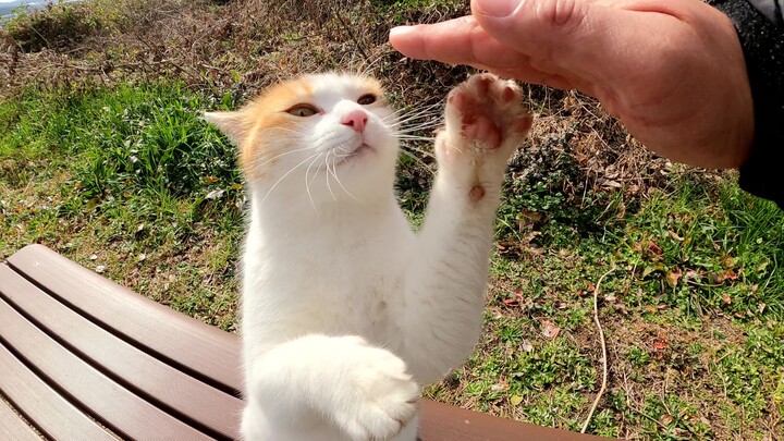 Seekor kucing tiga warna berdiri untuk minta digelendoti orang