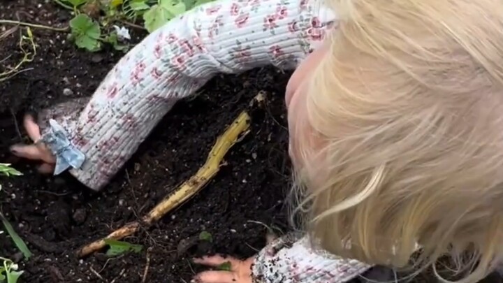 Cute kid is digging in the dirt and finds a tiny potato, then says it needs a mom too—so heartwarmin