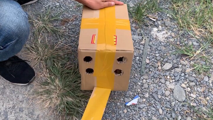 เพื่อนส่งนกตัวน้อยมาให้ฉัน ใช้เวลาเดินทางหลายวัน เมื่อเปิดกล่องออกถึงได้เห็นชัดๆ ว่ามันคือตัวนี้เอง