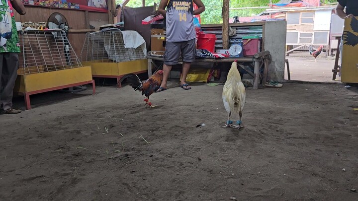 YLH/Boston vs White Kelso