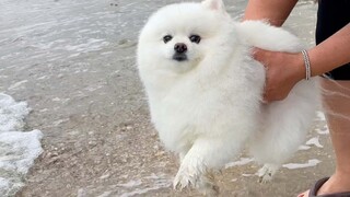 小狗进入泥潭变成什么了呢？土狗