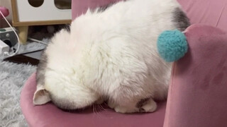 The way he sleeps with his head buried is just too adorable, and his sleepy-eyed response is equally