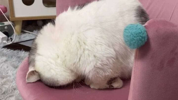 埋头苦睡的样子实在是太可爱了，睡眼朦胧的回应也好可爱！