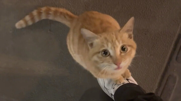 Afraid of cats, but still able to meet some affectionate little kittens.