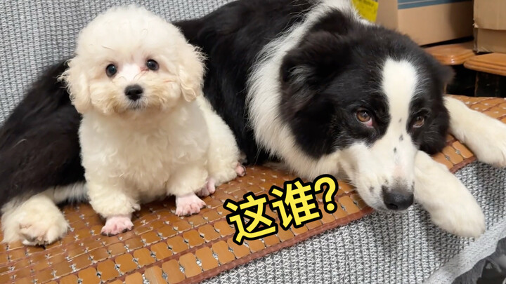 What will a dog’s reaction be when it sees its owner bring a new dog home?