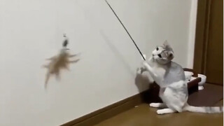 Cat grid split