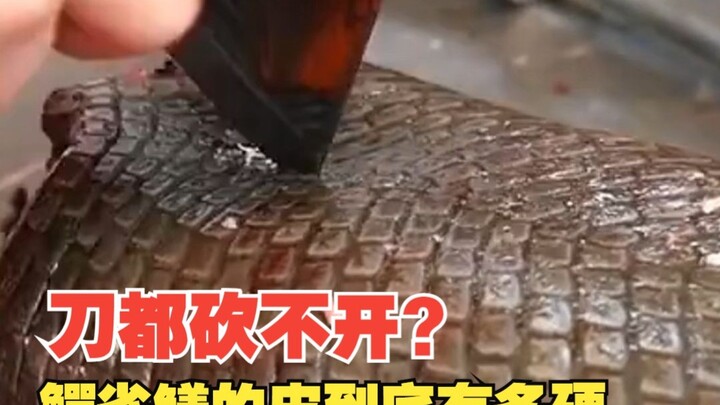 Aku adalah ikan alligator gar. Jangan salah, pisau biasa sama sekali tak bisa melukai sedikit pun da