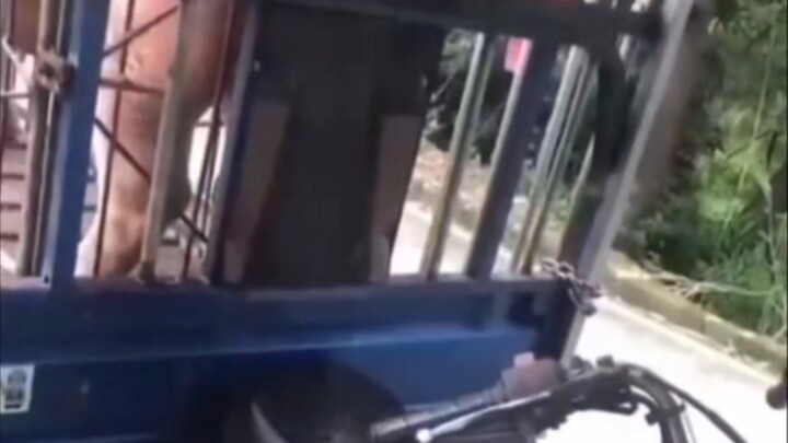 🐷 التمرد على ظلم القدر