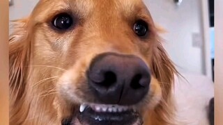 抚慰犬的崩溃瞬间 填志愿填错了 早知道去干导盲犬了