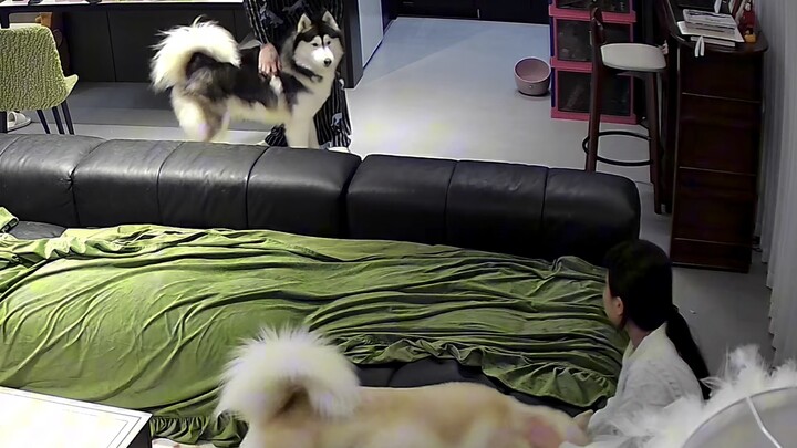 Dad’s got endless lawsuits with these two every day.