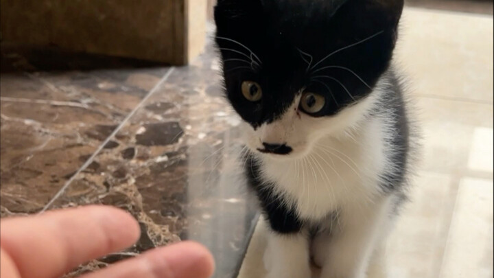 شياو باوانغ: أين حظي يا ترى؟ دعني أنتظر قليلًا!