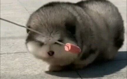 【หมูอะแลสกา】น้องหมาอ้วนจนแทบไม่เห็นเท้า คุณชอบมั้ย?