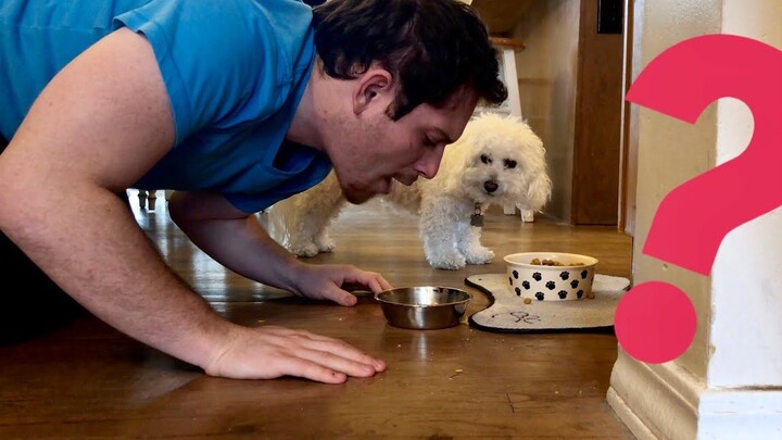 If humans tried to snatch food from dogs, would they get bitten to death? @YouTuBuErTwoSubs