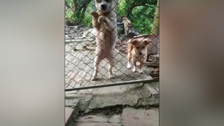 Đi đi khỏi về. yeucho yeuchomeo cún cúncon chó chómèo chócon chó_cưng chókhôn yeuchomeo cưng chócute pet dog dogsoftiktok doggo