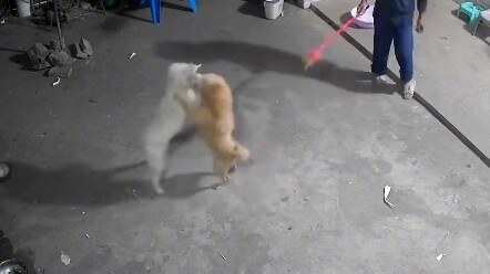หมาทะเลาะกัน หนูน้อยทำหน้าที่เป็นกรรมการ แค่สั่งเริ่มต้น ไม่สนใจให้หยุด!