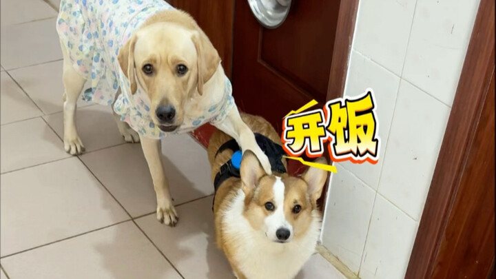 按钮粘柯基身上