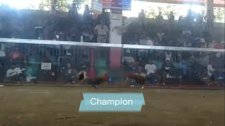 Champion sayang putol video at na lobat ang phone, ending walang video yung last fight.