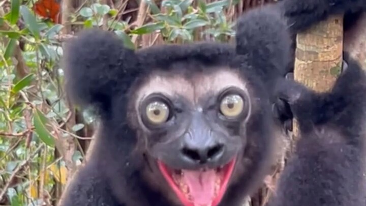 Why are some animals going “oi～oi～”?