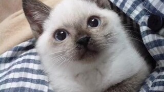 The growth process of a Siamese cat...