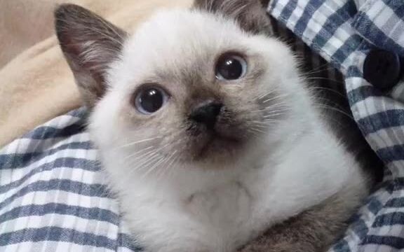 Quá trình trưởng thành của mèo Xiêm...