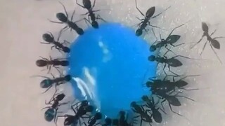 蚂蚁喝糖水(屁股变蓝了)