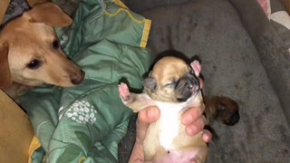 Baby Dogs' Gender Confirmed!
