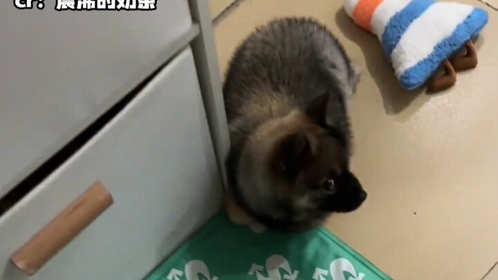Saat meregangkan tubuh pun masih lamban, sayang, kamu memang seekor anak kucing kecil~