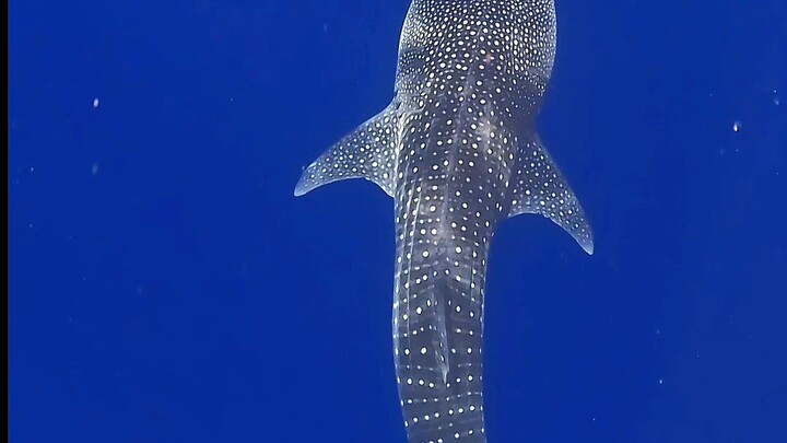 Dhigurah adventures.            whale shark snorkeling.