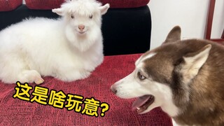 当哈士奇第一次见到羊，羊：什么b动静？