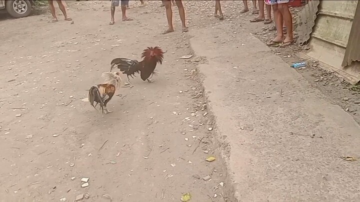 #salamat sa onang panalo# baculod line