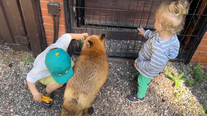 Rubah: Hai adik kecil, kamu wangi sekali!