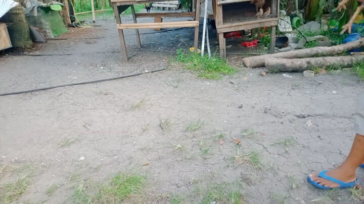 spar .. white kilso vs talisay