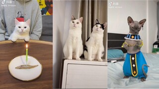 Những Chiếc Mèo Hề Hước, Mặn Mà Tồn Tại Trên Hành Tinh Này - Meow - MaoMaoTV